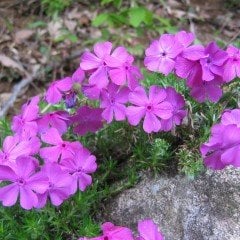 Phlox Marsh Çiçeği Tohumu (5 tohum)