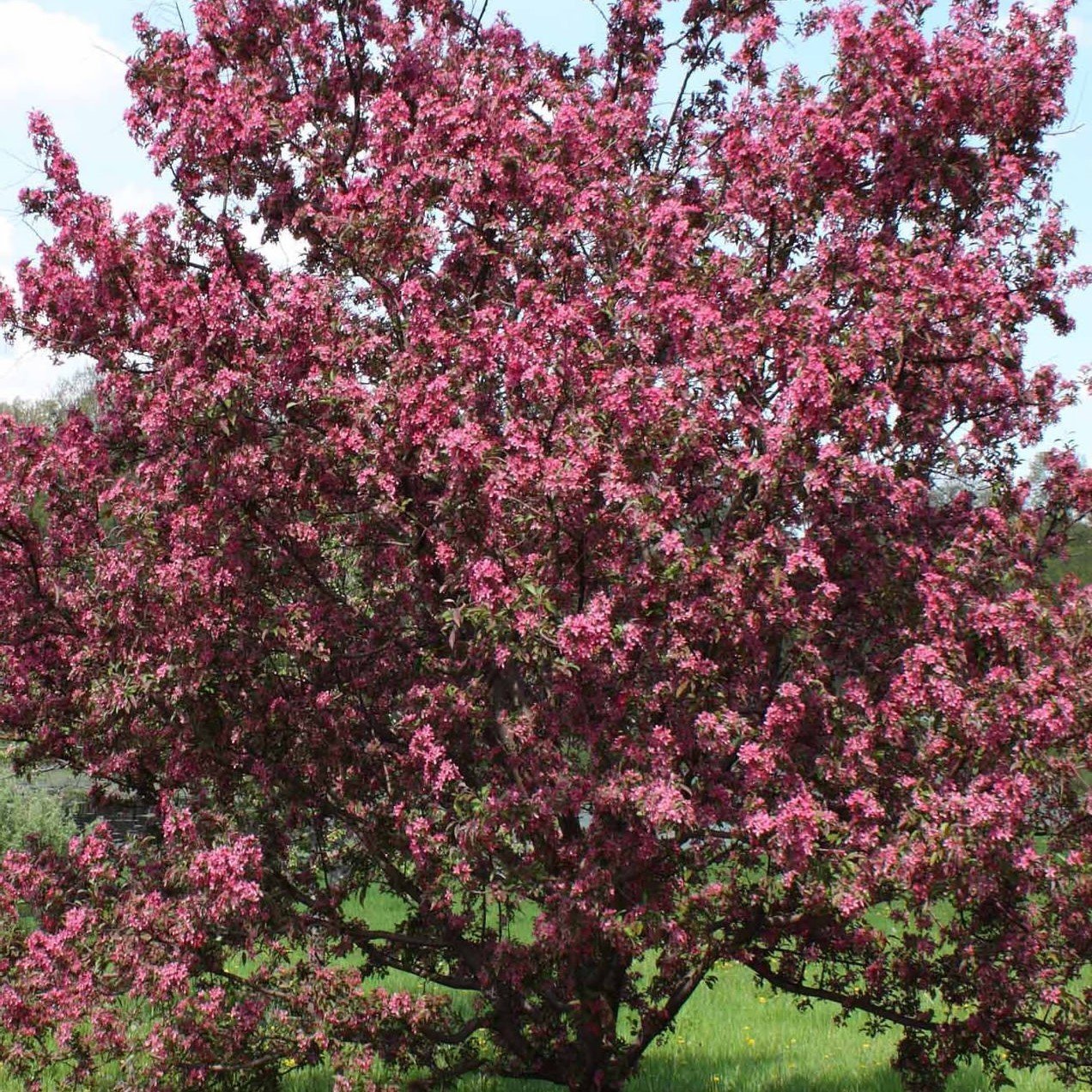 Tüplü Süs Elması Malus Floribunda Prunifolia Fidanı