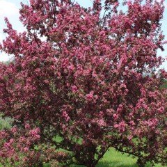 Tüplü Süs Elması Malus Floribunda Prunifolia Fidanı