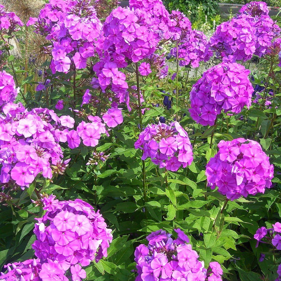 Floks Wild Sweet William Çiçeği Tohumu (30 tohum)