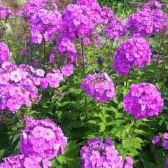 Floks Wild Sweet William Çiçeği Tohumu (30 tohum)