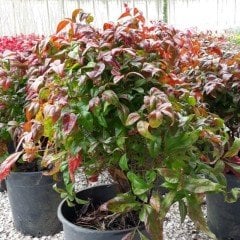 Tüplü Nandina Domestica (Cennet Bambusu) Fidanı