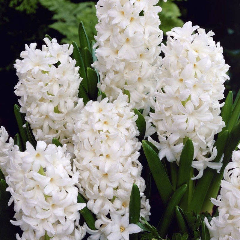 Pallas Yoğun Kokulu Beyaz Çiçekli Sümbül Soğanı (3 adet)