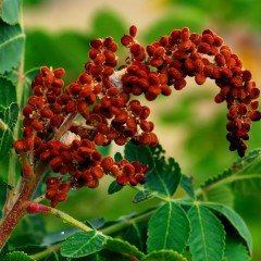 Tüplü Rhus Coriaria Sumak Ağacı Fidanı (60-100cm)