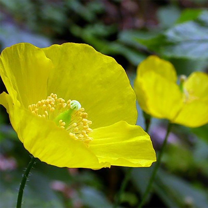 Kaliforniya Beyaz Gelincik Papaver Çiçeği Tohumu (100 tohum)