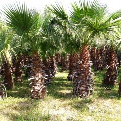 Tüplü Washingtonia Robusto Palmiye Ağacı Fidanı (50-80 cm)