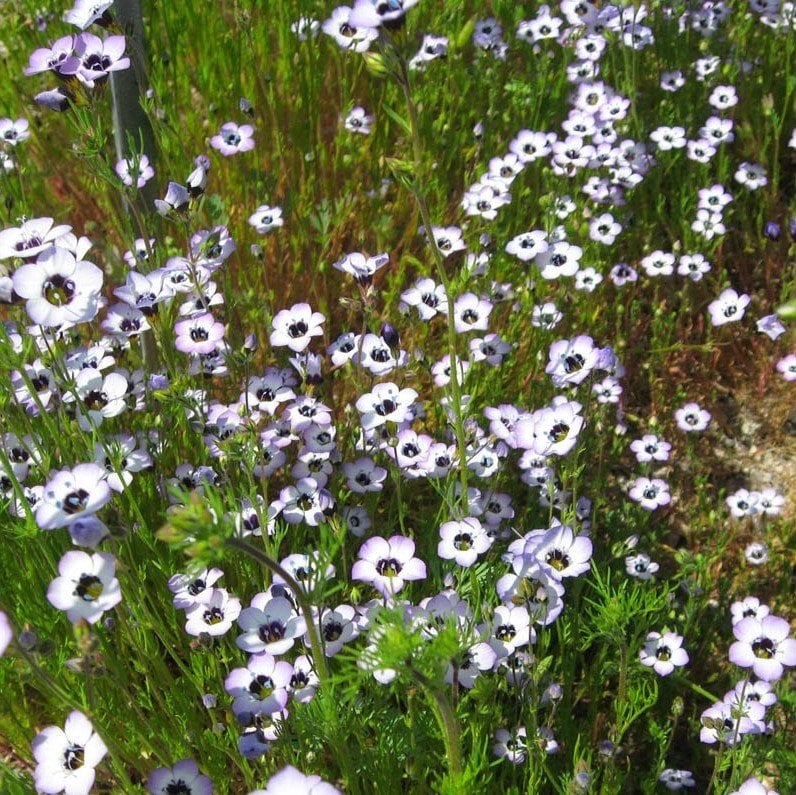 Kuş Gözü Üç Renkli Gilia (Gilya) Çiçeği Tohumu (100 tohum)