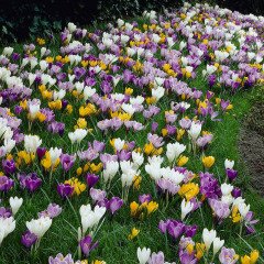 Karışık Renkli Mixed Crocus Çiğdem Soğanı(100 adet)