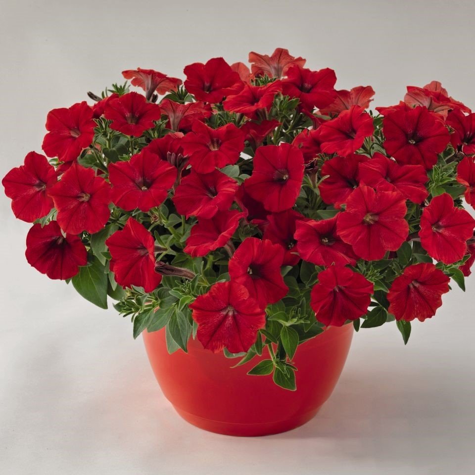 Grandiflora Kırmızı Meteor Godetia Yer Açelyası Çiçeği Tohumu (50 tohum)