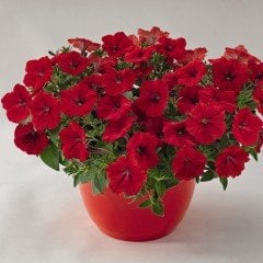 Grandiflora Kırmızı Meteor Godetia Yer Açelyası Çiçeği Tohumu (50 tohum)