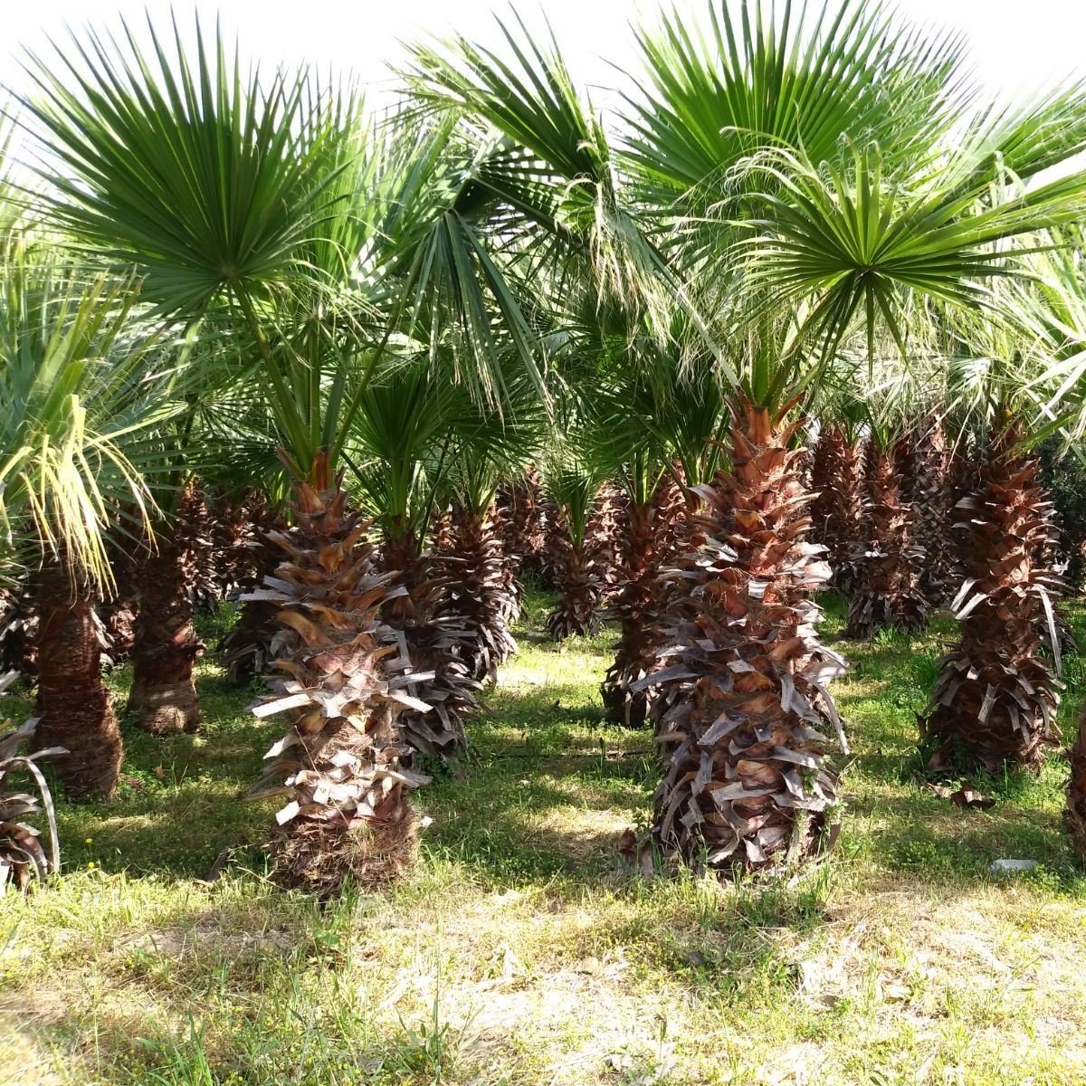 Tüplü Washingtonia Robusto Palmiye Ağacı Fidanı (100-150 cm)