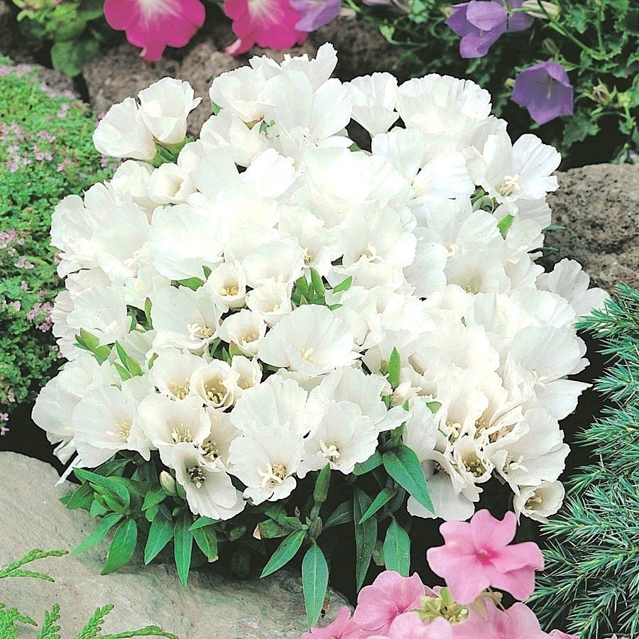 Tricolor Sweety Godetia-Godetya Katmerli (Ankara-Yer Açelyası) Çiçeği Tohumu (50