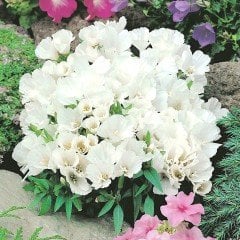 Tricolor Sweety Godetia-Godetya Katmerli (Ankara-Yer Açelyası) Çiçeği Tohumu (50