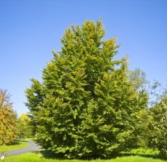 Tüplü Fagus Sylvatica Kayın Ağacı Fidanı