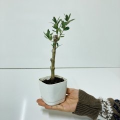 Uzun Ömürlü Bodur Bonsai Zeytin Fidanı Ücretsiz Kargo (Beyaz Lüx Saksıda)