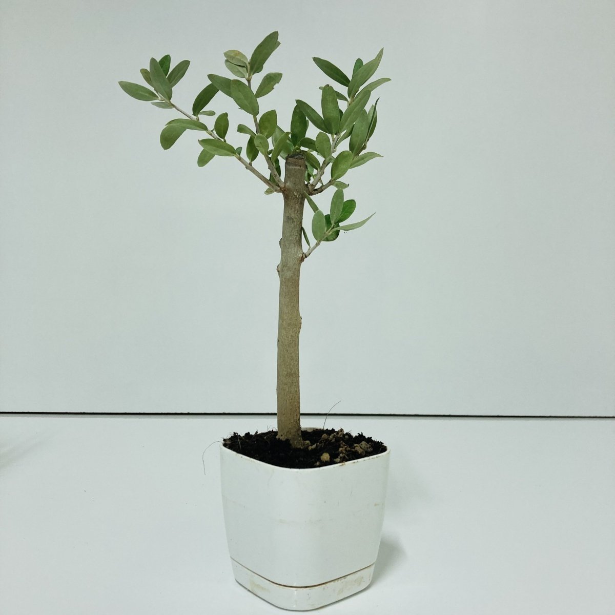 Uzun Ömürlü Bodur Bonsai Zeytin Fidanı Ücretsiz Kargo (Beyaz Lüx Saksıda)