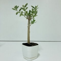 Uzun Ömürlü Bodur Bonsai Zeytin Fidanı Ücretsiz Kargo (Beyaz Lüx Saksıda)