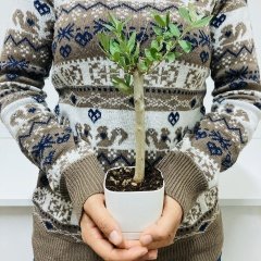 Uzun Ömürlü Bodur Bonsai Zeytin Fidanı Ücretsiz Kargo (Beyaz Lüx Saksıda)