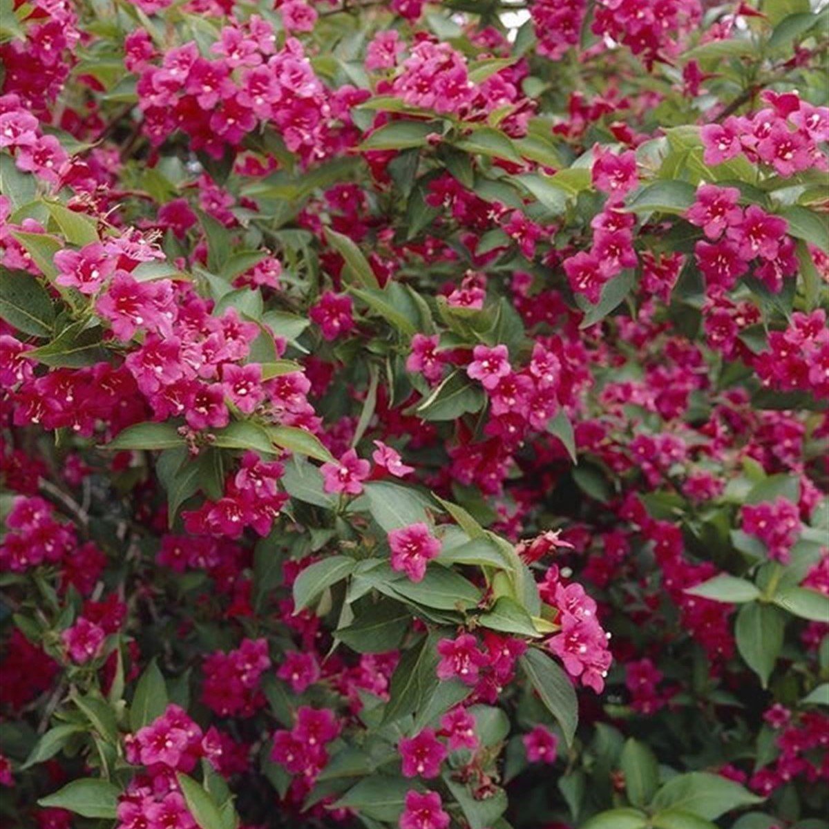 Tüplü Weigela (Vangelya) Nadir Gelin Tacı Ağacı Fidanı