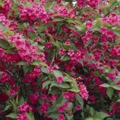 Tüplü Weigela (Vangelya) Nadir Gelin Tacı Ağacı Fidanı