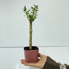 Uzun Ömürlü Bodur Bonsai Zeytin Fidanı Ücretsiz Kargo (Pastel Violet Lüx Saksıda)