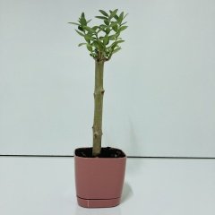 Uzun Ömürlü Bodur Bonsai Zeytin Fidanı Ücretsiz Kargo (Pastel Violet Lüx Saksıda)