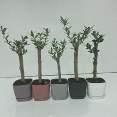 Uzun Ömürlü Bodur Bonsai Zeytin Fidanı Ücretsiz Kargo (Pastel Violet Lüx Saksıda)