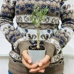 Uzun Ömürlü Bodur Bonsai Zeytin Fidanı Ücretsiz Kargo (Gri Lüx Saksıda)