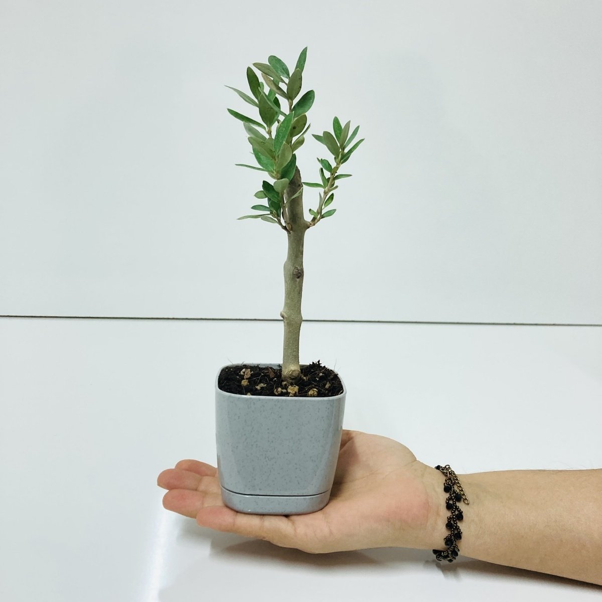 Uzun Ömürlü Bodur Bonsai Zeytin Fidanı Ücretsiz Kargo (Gri Lüx Saksıda)