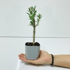 Uzun Ömürlü Bodur Bonsai Zeytin Fidanı Ücretsiz Kargo (Gri Lüx Saksıda)