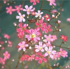 Karışık Gypsophila Elegance Mixed Bahar Yıldızı Çiçeği Tohumu (1100 tohum)