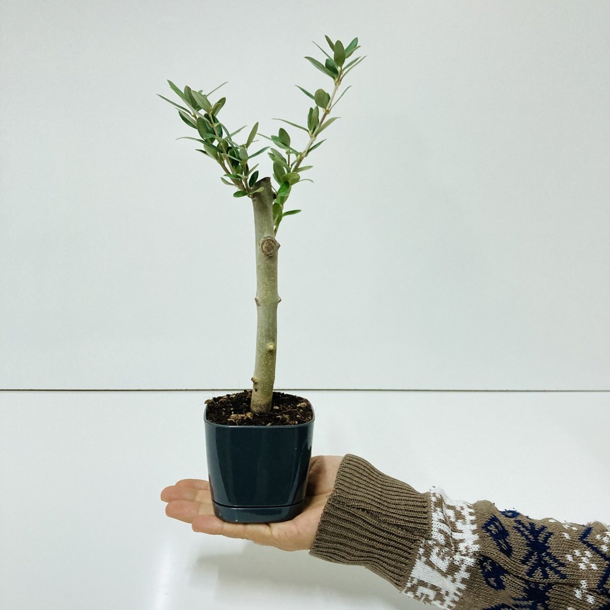 Uzun Ömürlü Bodur Bonsai Zeytin Fidanı Ücretsiz Kargo (Siyah Lüx Saksıda)