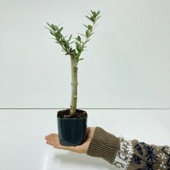 Uzun Ömürlü Bodur Bonsai Zeytin Fidanı Ücretsiz Kargo (Siyah Lüx Saksıda)