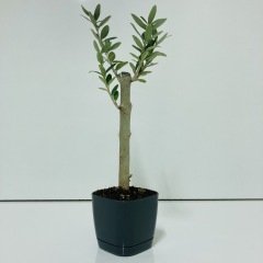 Uzun Ömürlü Bodur Bonsai Zeytin Fidanı Ücretsiz Kargo (Siyah Lüx Saksıda)