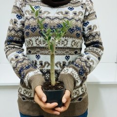 Uzun Ömürlü Bodur Bonsai Zeytin Fidanı Ücretsiz Kargo (Siyah Lüx Saksıda)