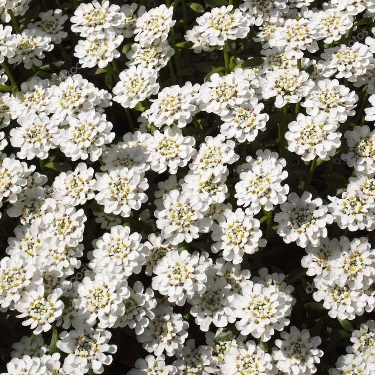 Candytuft Rocket İberis Çiçeği Tohumu (100 tohum)