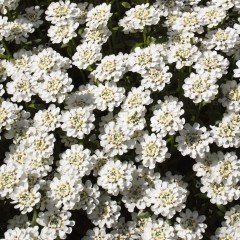 Candytuft Rocket İberis Çiçeği Tohumu (100 tohum)