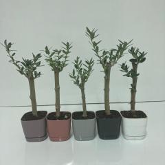 Uzun Ömürlü Bodur Bonsai Zeytin Fidanı Ücretsiz Kargo (Siyah Lüx Saksıda)