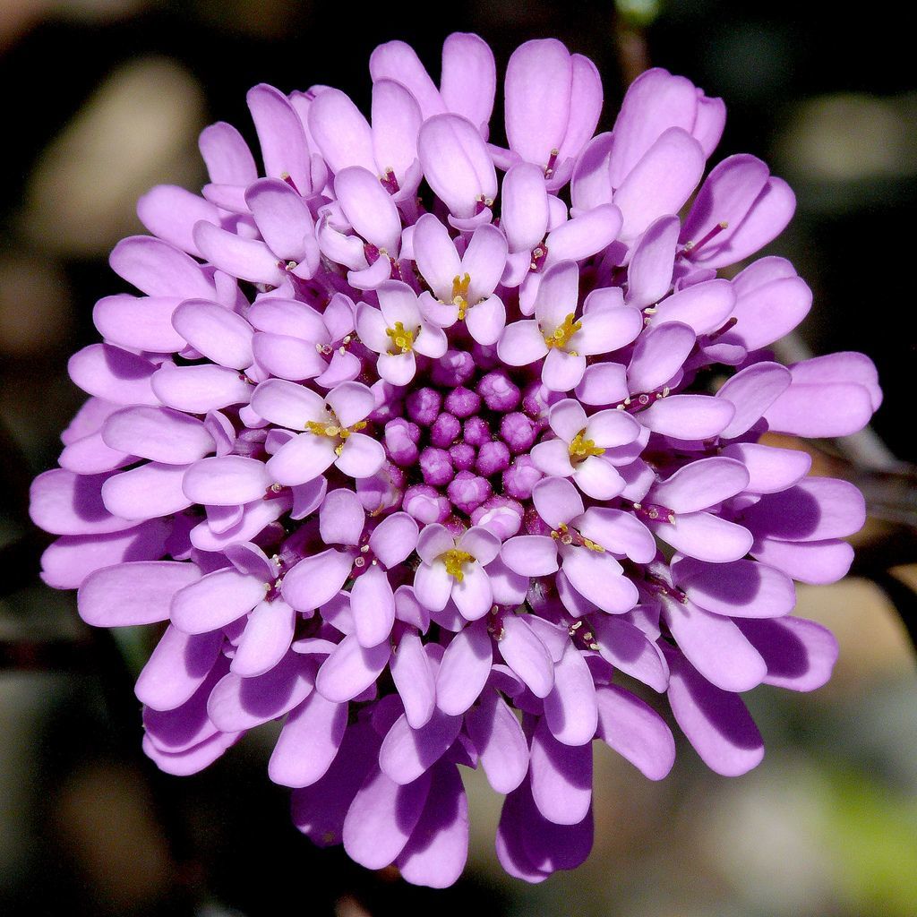 İberis Candytuf Çiçeği Tohumu (200 adet)