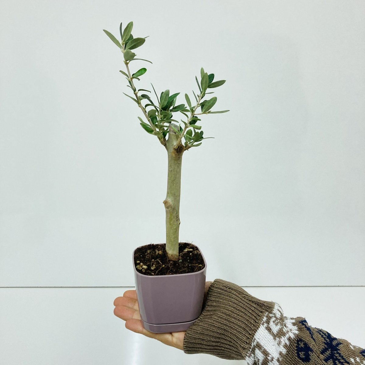 Uzun Ömürlü Bodur Bonsai Zeytin Fidanı Ücretsiz Kargo (Mürdüm Lüx Saksıda)