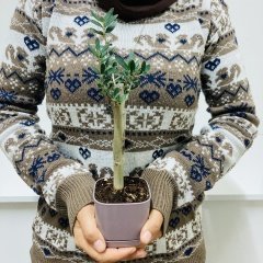 Uzun Ömürlü Bodur Bonsai Zeytin Fidanı Ücretsiz Kargo (Mürdüm Lüx Saksıda)