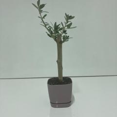 Uzun Ömürlü Bodur Bonsai Zeytin Fidanı Ücretsiz Kargo (Mürdüm Lüx Saksıda)