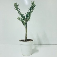 Bonsai Uzun Ömürlü Bodur Zeytin Fidanı Ücretsiz Kargo (Orta Boy Saksıda)