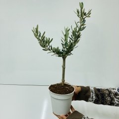 Bonsai Uzun Ömürlü Bodur Zeytin Fidanı Ücretsiz Kargo (Orta Boy Saksıda)