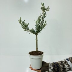 Bonsai Uzun Ömürlü Bodur Zeytin Fidanı Ücretsiz Kargo (Orta Boy Saksıda)