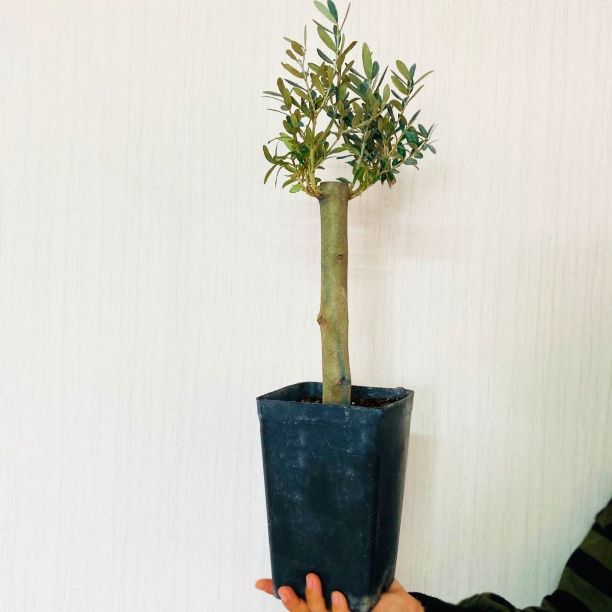 Bonsai Uzun Ömürlü Bodur Zeytin Fidanı Ücretsiz Kargo (Büyük Boy Saksıda)