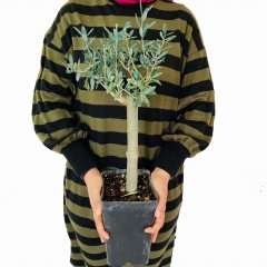 Bonsai Uzun Ömürlü Bodur Zeytin Fidanı Ücretsiz Kargo (Büyük Boy Saksıda)