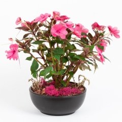 Wallerine Baby Pink Bodur Cam Güzeli Çiçeği Tohumu Saksılık (20 tohum)