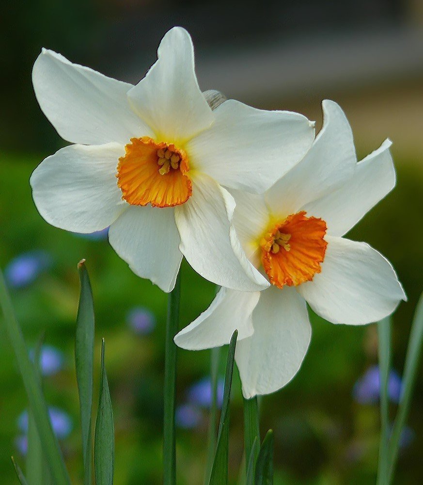 Kokulu Özel Geranium Nergis Soğanı (3 adet)