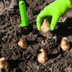 Kokulu Özel Geranium Nergis Soğanı (3 adet)